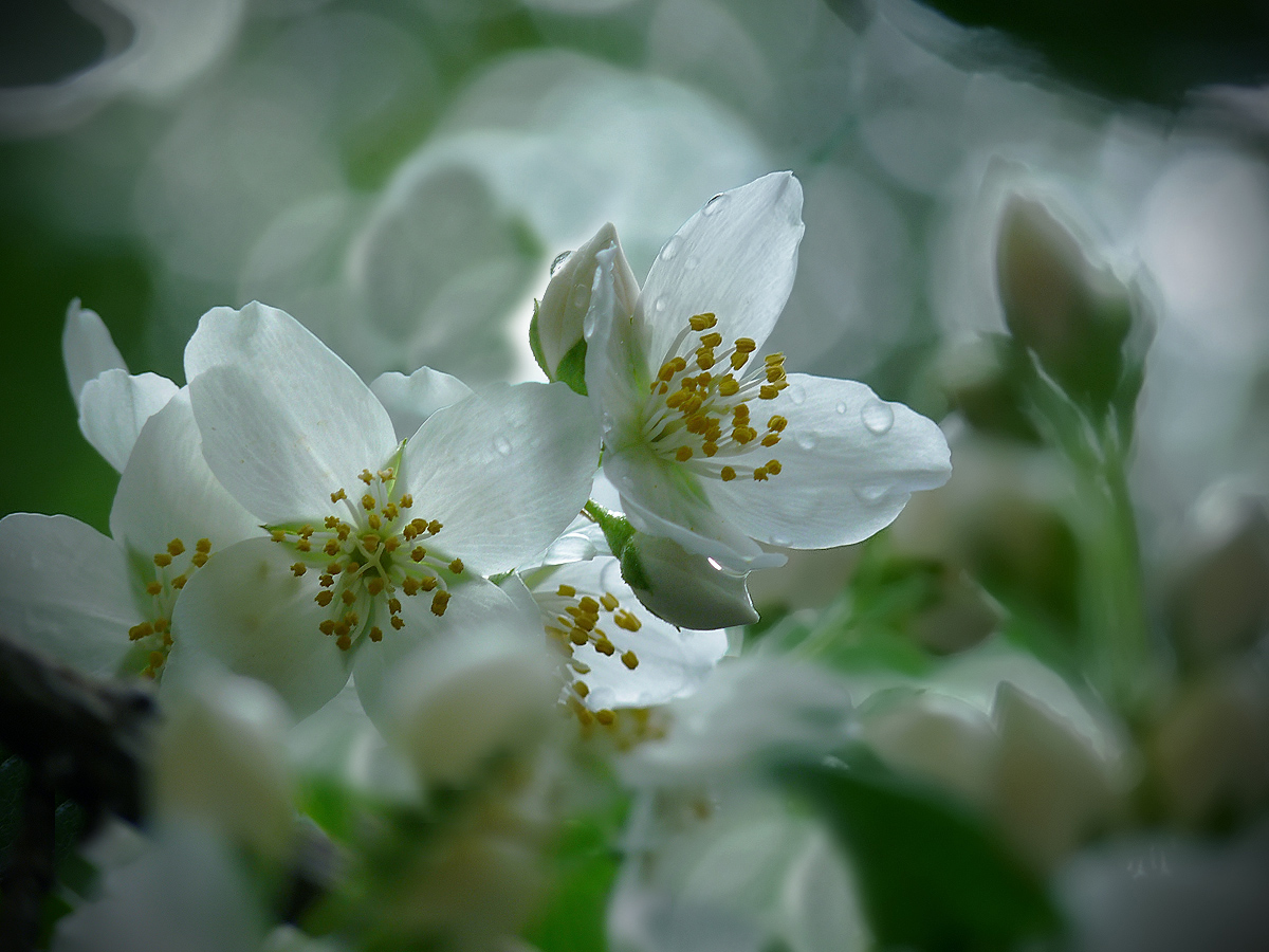 photo "***" tags: nature, flowers