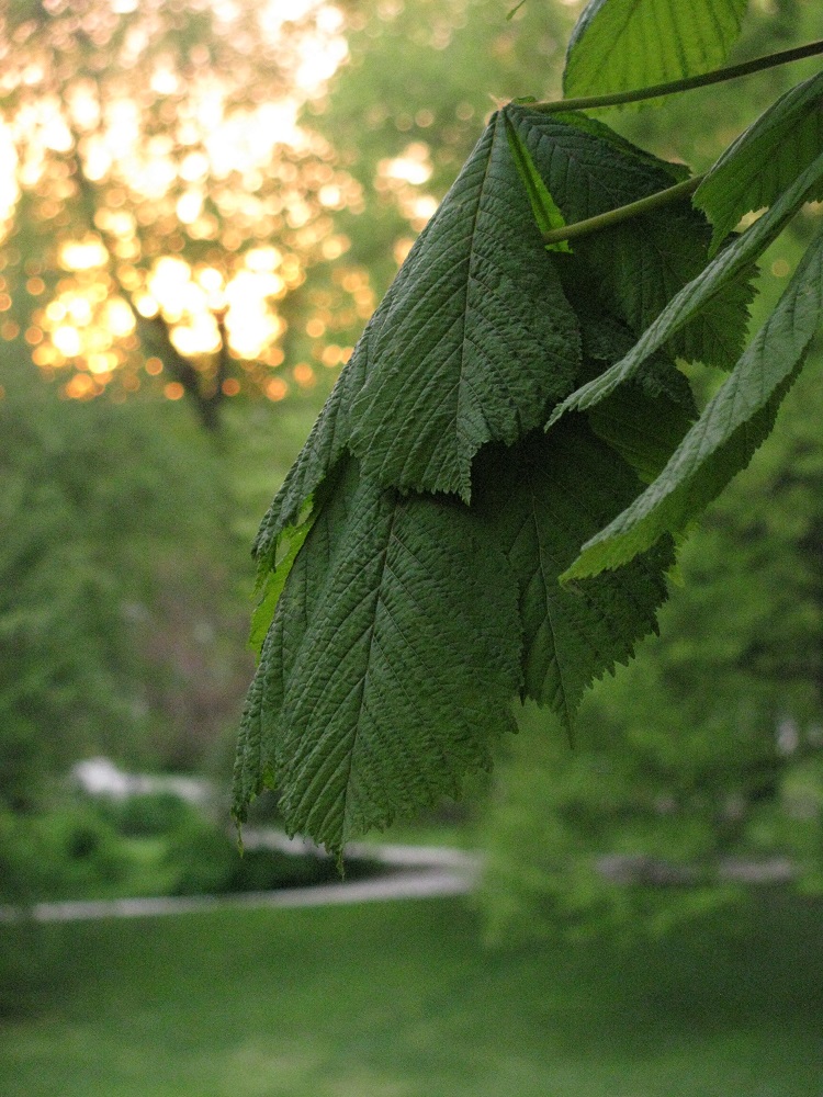 photo "***" tags: nature, 