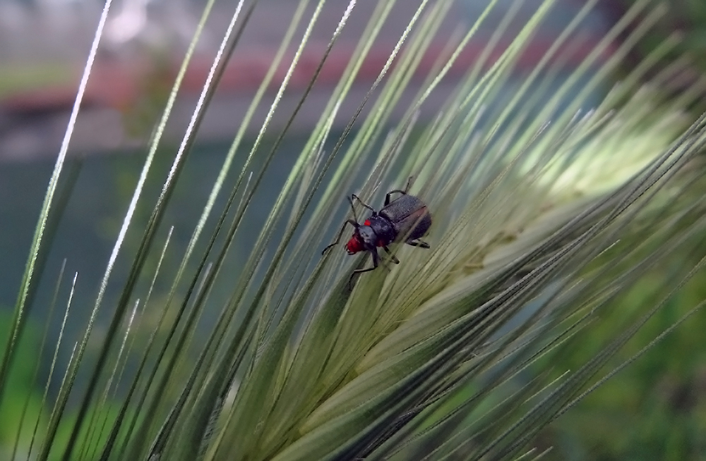 photo "***" tags: macro and close-up, grass, жук