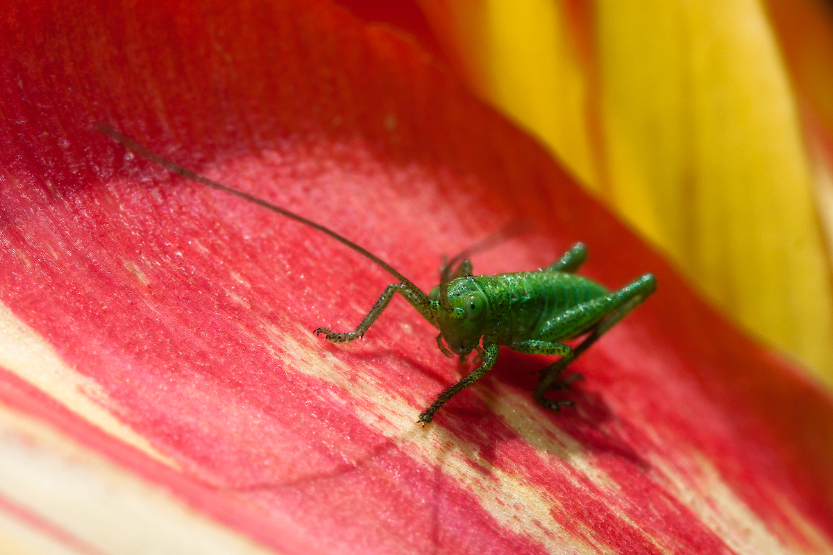 photo "***" tags: macro and close-up, 