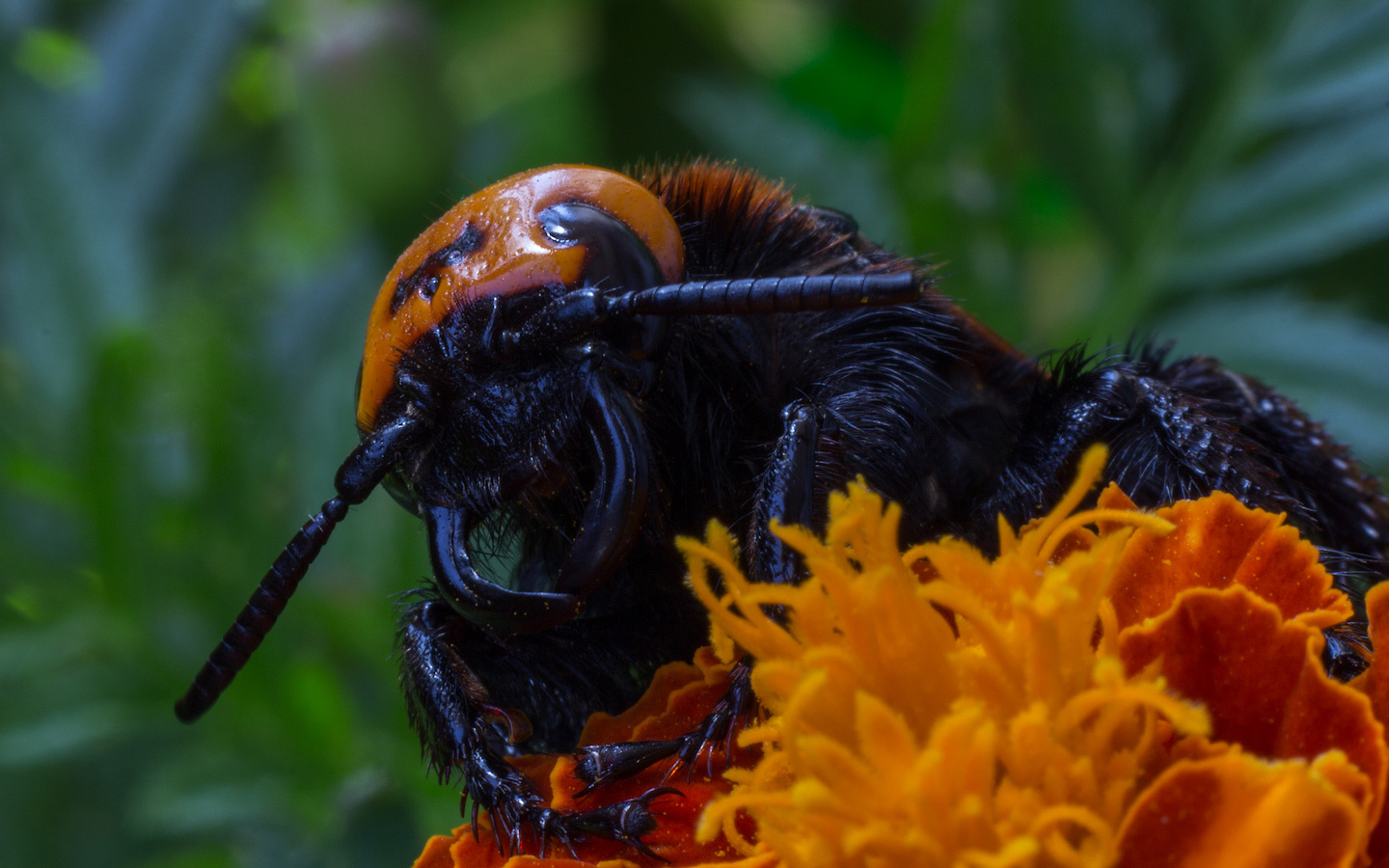 photo "***" tags: macro and close-up, оса