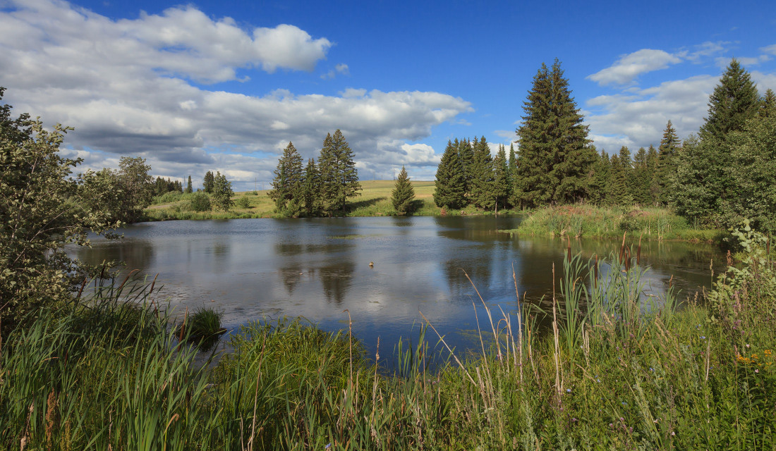 photo "***" tags: landscape, clouds, forest, grass, lake, sky, summer, water