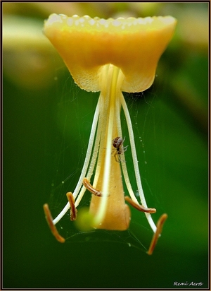 photo "***" tags: macro and close-up, fragment, nature, 
