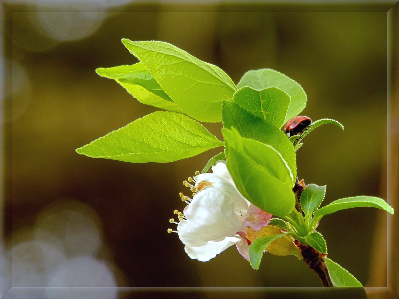 photo "***" tags: nature, macro and close-up, 