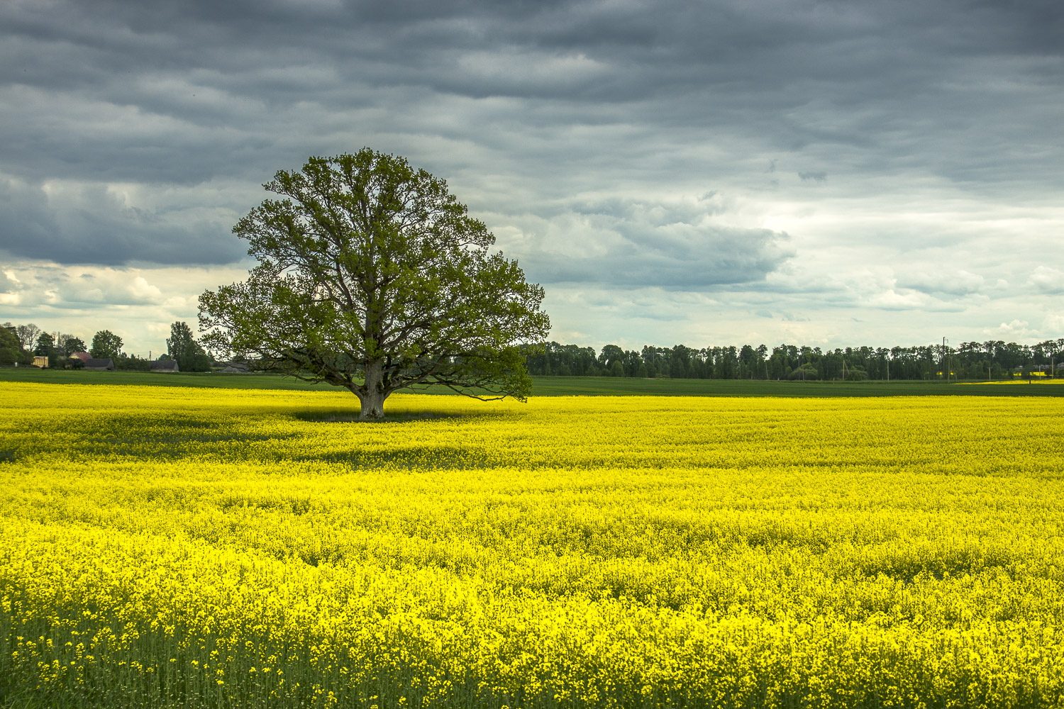 фото "***" метки: пейзаж, природа, дерево, поле, рапс