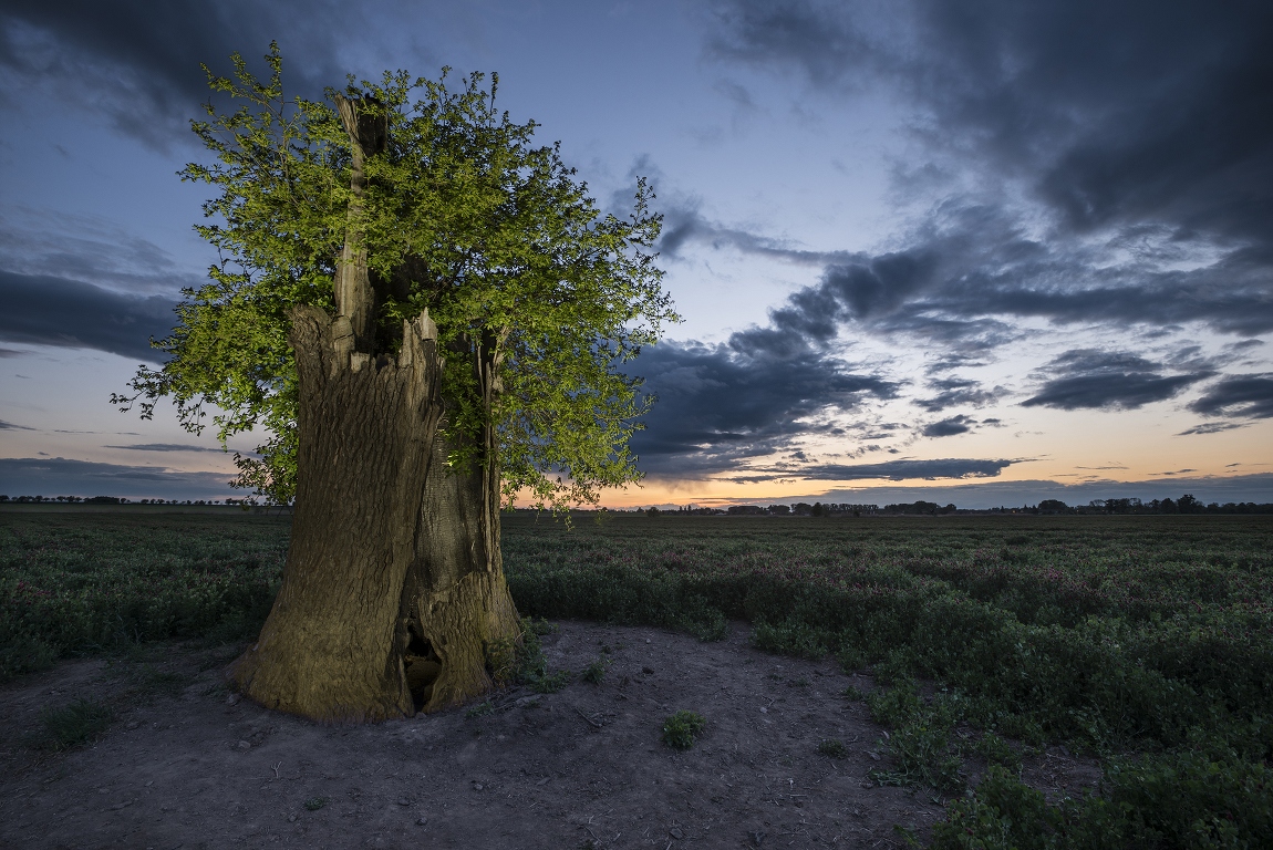 photo "Свидетель прежних времен" tags: landscape, sunset, tree, писание светом