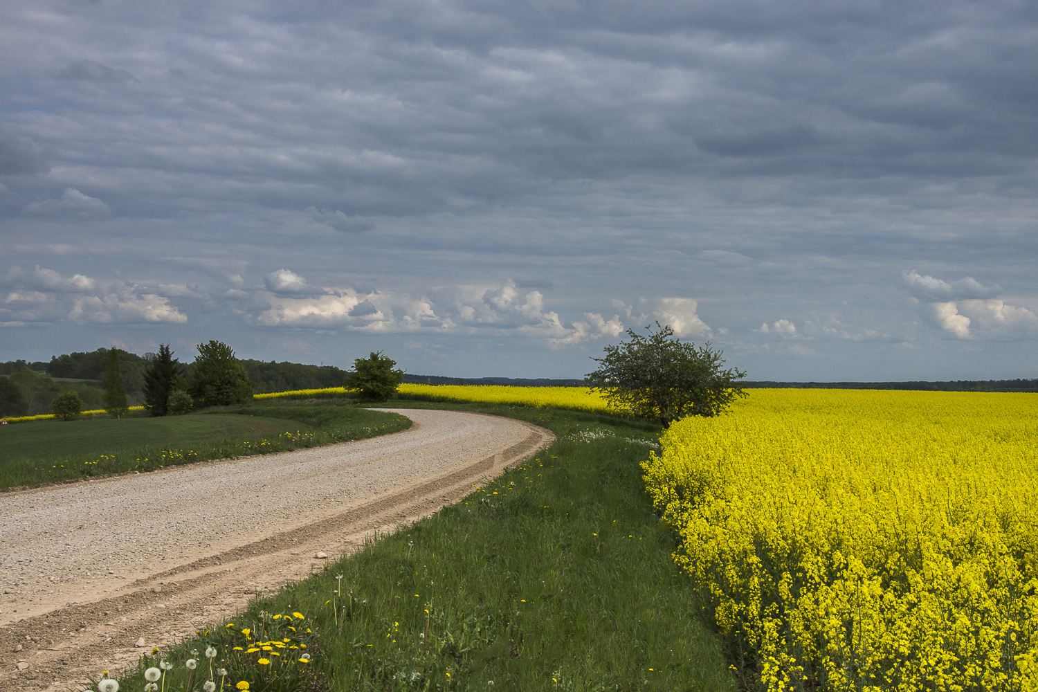 фото "***" метки: пейзаж, природа, дорога, облака, поле, рапс