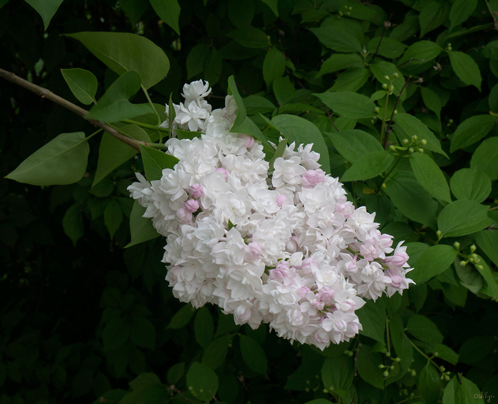 photo "***" tags: macro and close-up, spring