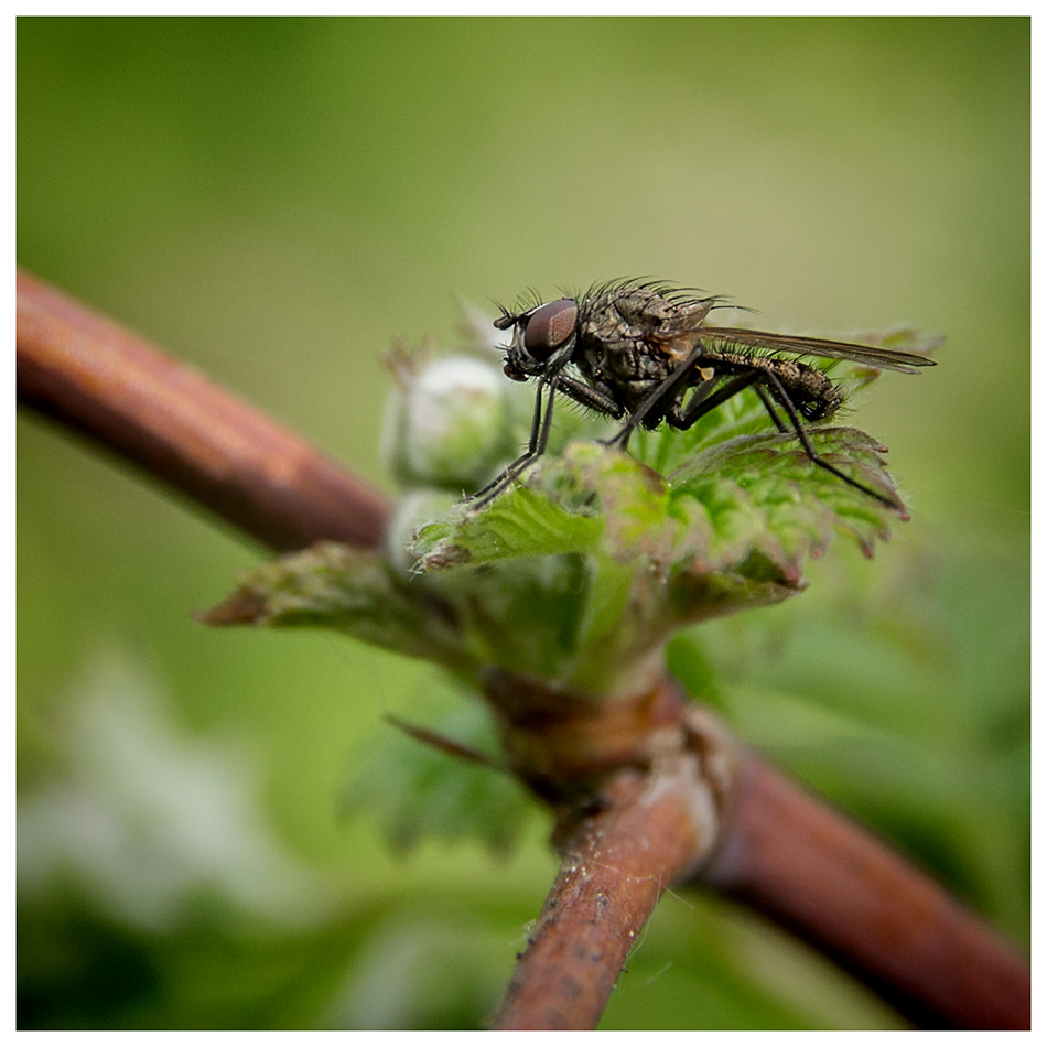 photo "***" tags: macro and close-up, 