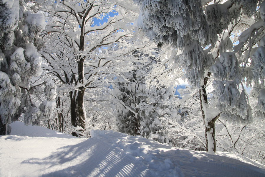 фото "В зимнюю сказку..." метки: , зима, снег, татеяма