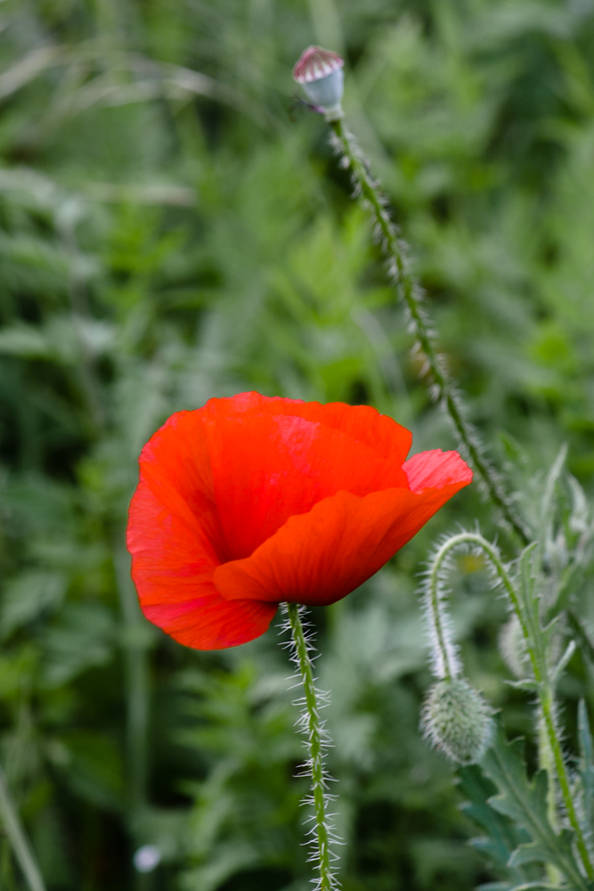 photo "***" tags: macro and close-up, flowers