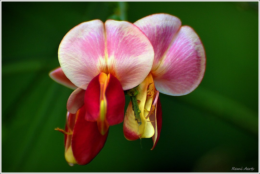 photo "***" tags: nature, macro and close-up, 