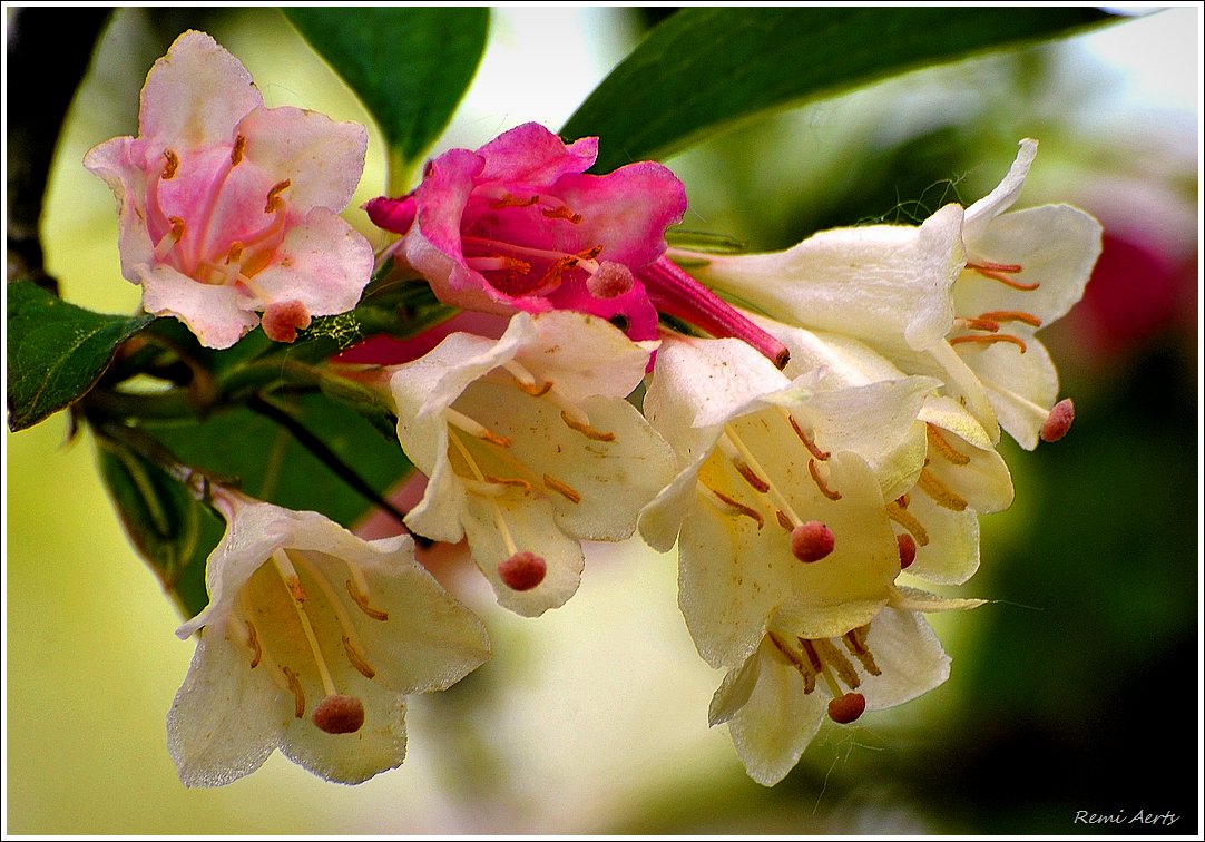 photo "***" tags: nature, macro and close-up, 