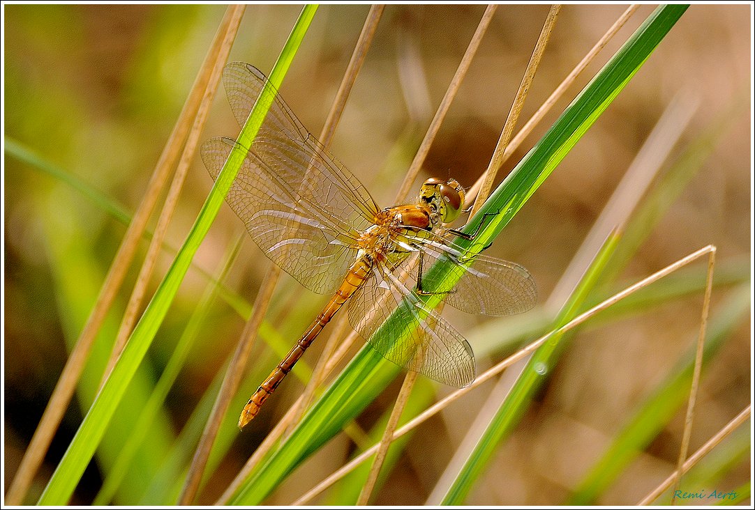 photo "***" tags: nature, macro and close-up, 