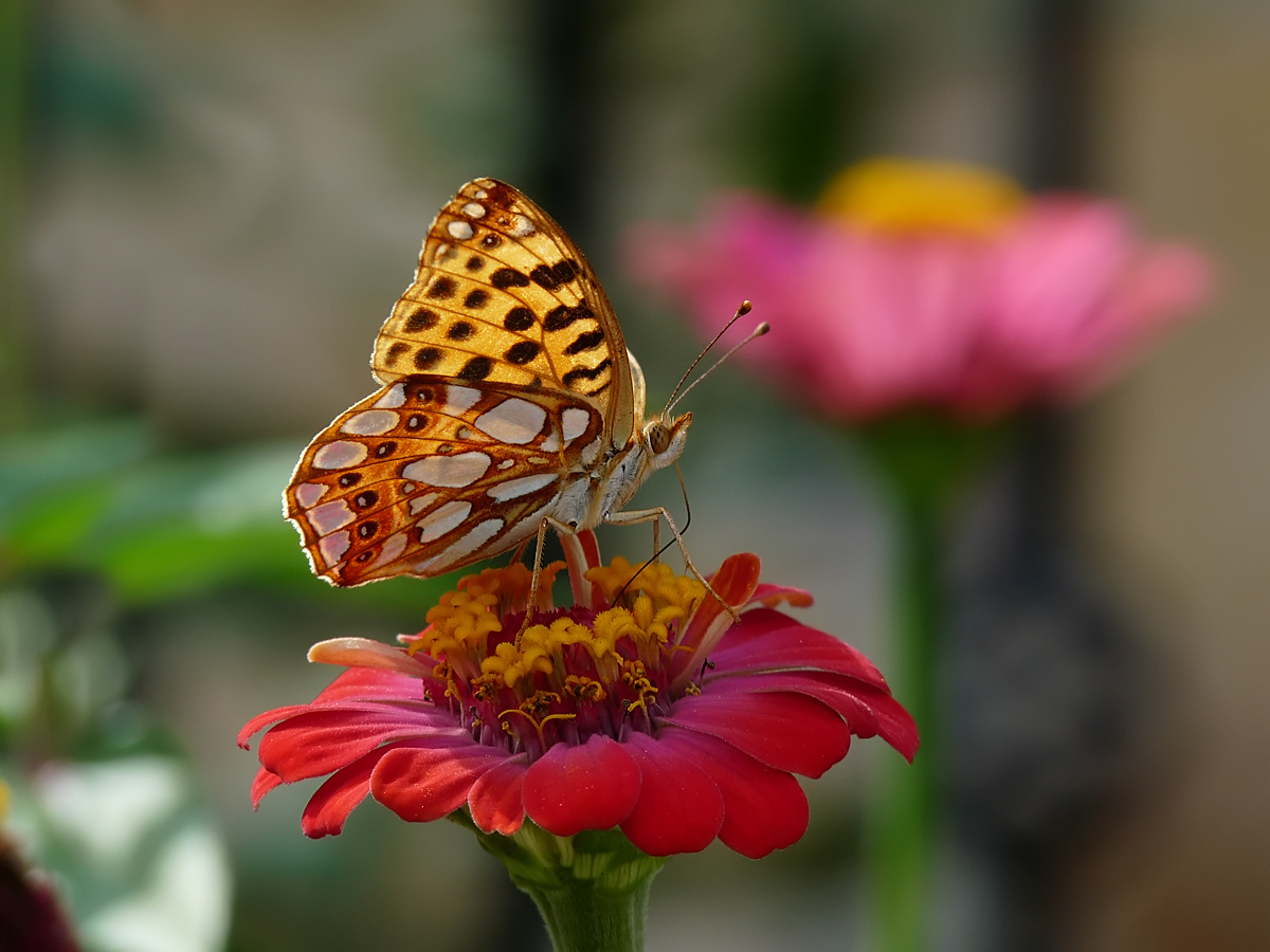 photo "***" tags: nature, macro and close-up, insect