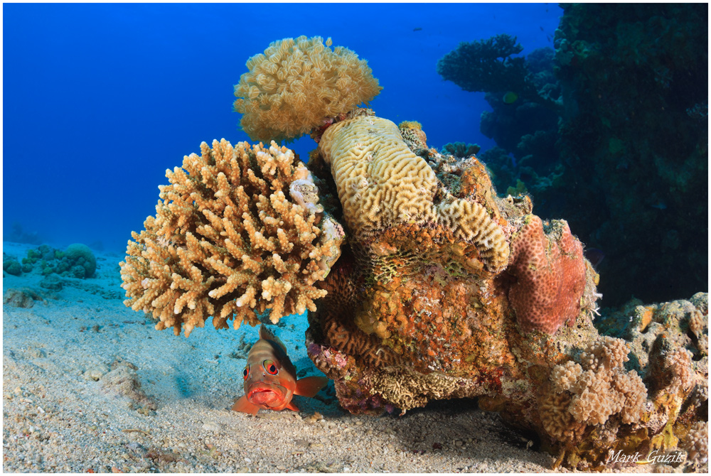 photo "Under a bush" tags: underwater, 