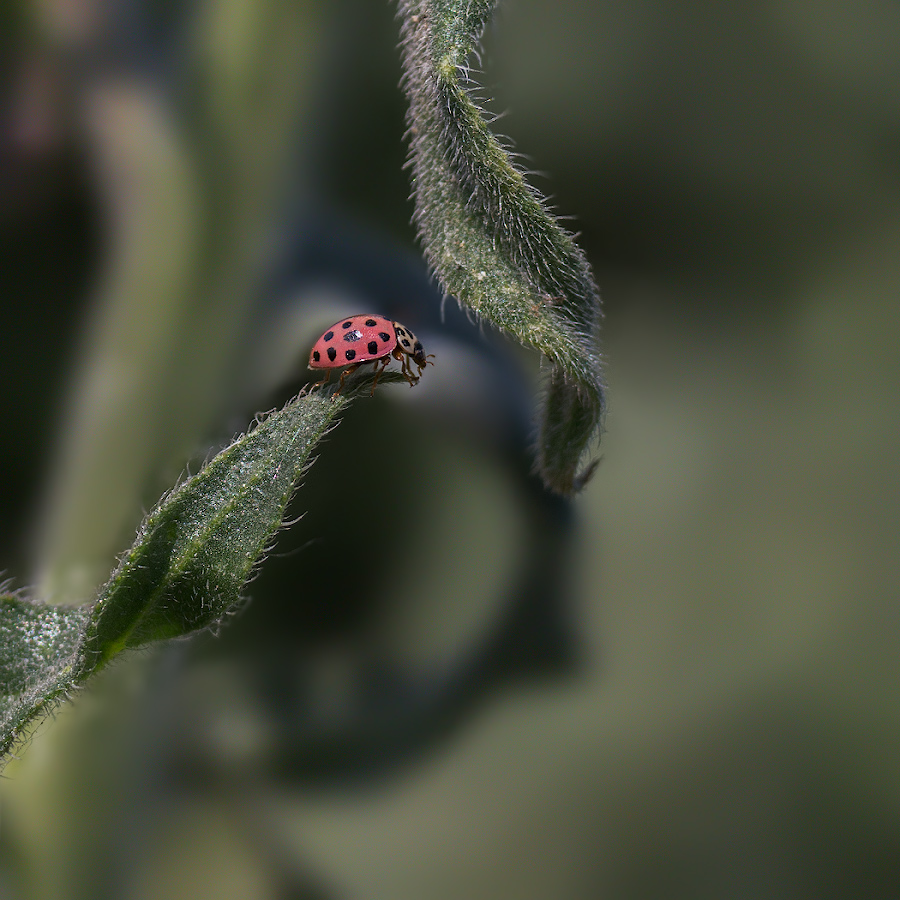 photo "***" tags: macro and close-up, nature, коровка