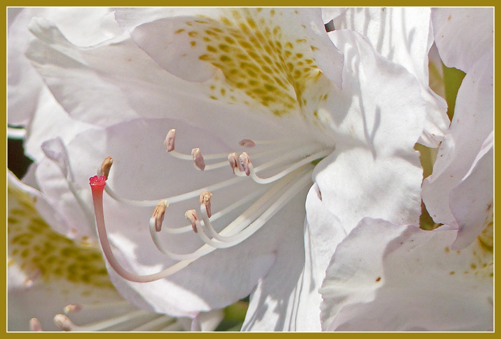 photo "* * *" tags: nature, macro and close-up, still life, 