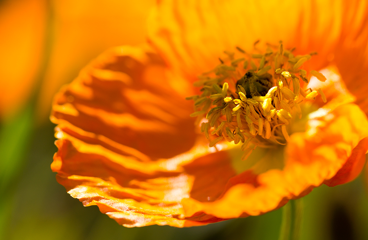 photo "***" tags: macro and close-up, Minolta 100/2, Russia, Sony-a580, curier, flowers, light, morning, sun, Исинский тракт, Нижний Тагил, макро