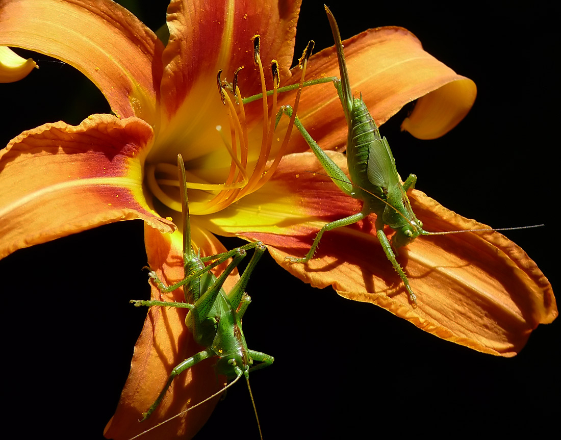 photo "***" tags: macro and close-up, insect