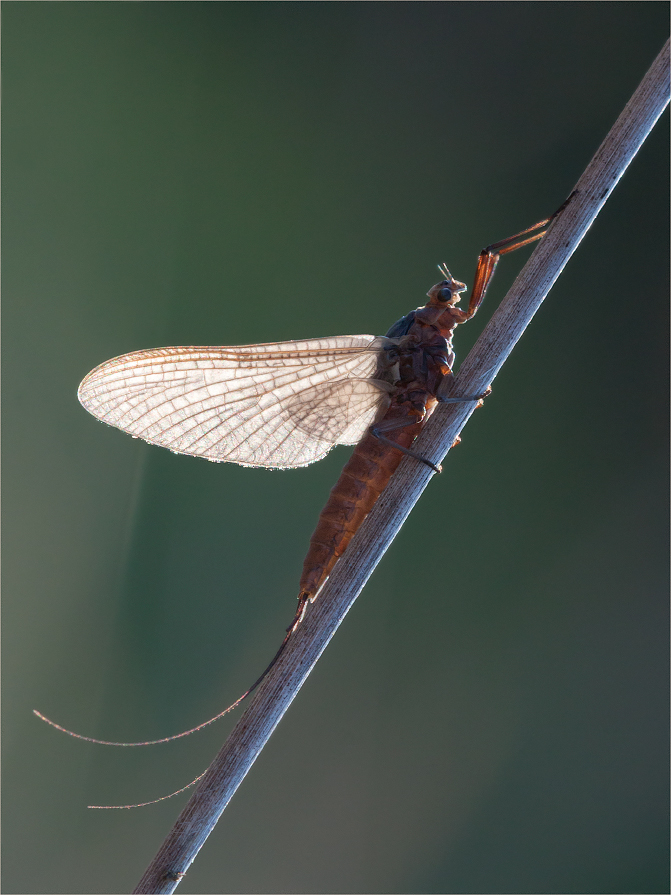 photo "***" tags: macro and close-up, 