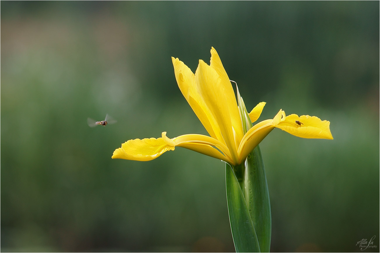 photo "***" tags: nature, macro and close-up, fragment, 