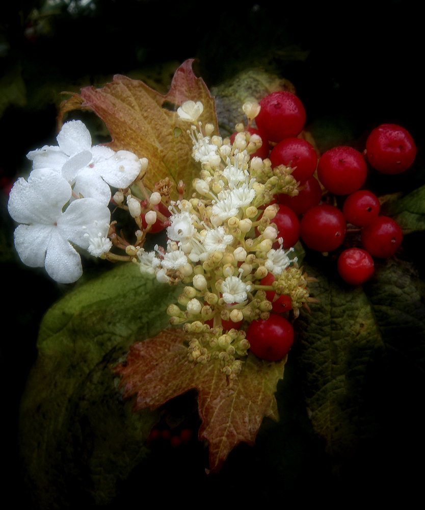 photo "***" tags: nature, autumn, flowers, калина