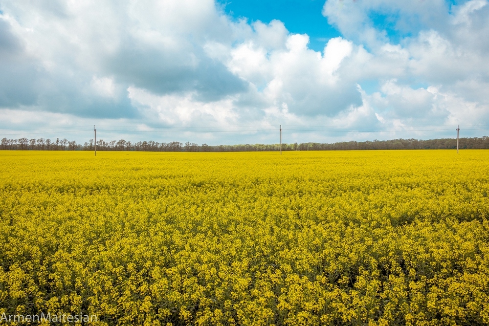 photo "Гречиха" tags: , field, flowers, spring, sun, желтоеполе, поля