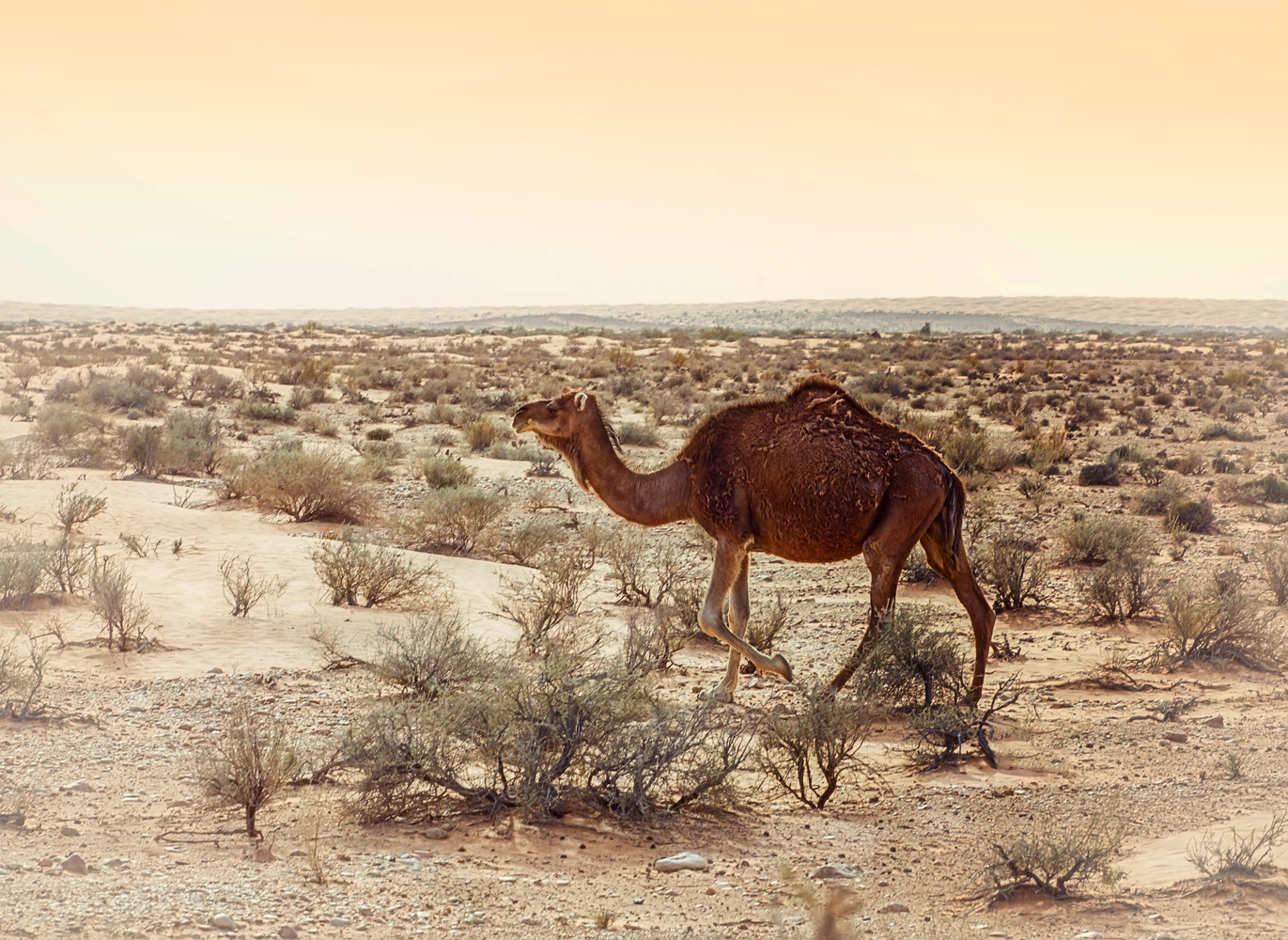 photo "***" tags: nature, travel, desert, верблюд