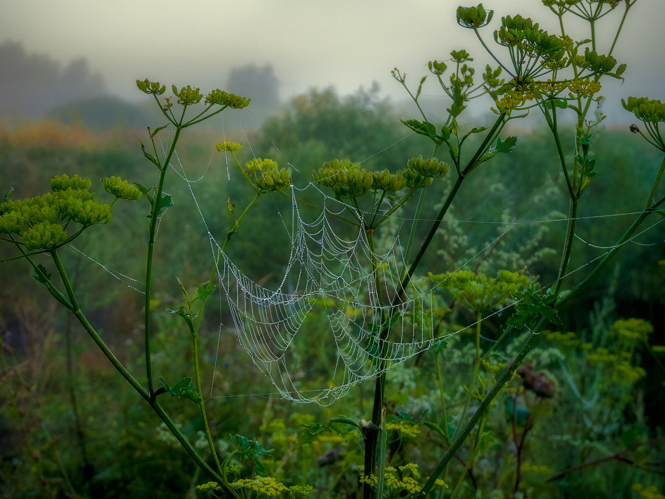 фото "Про то, как паучок свои сети сушил..." метки: макро и крупный план, природа, лето, небо, паутина, роса, трава, утро
