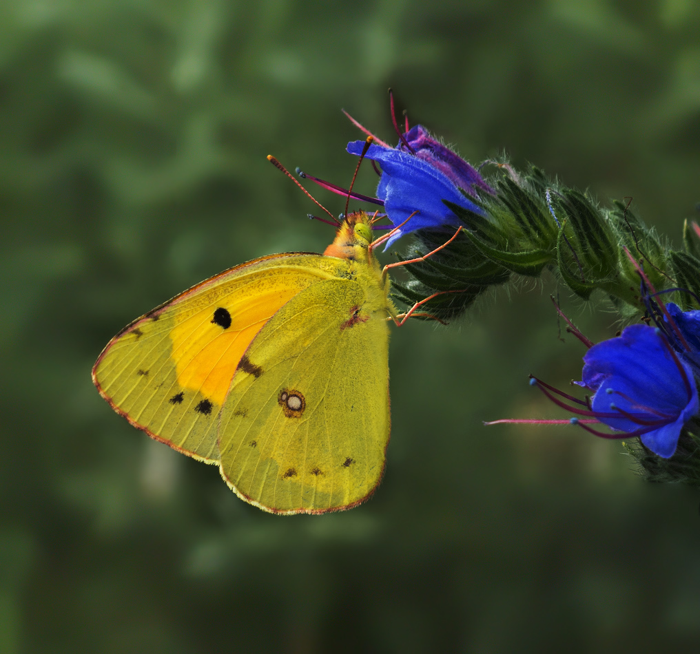 photo "***" tags: macro and close-up, nature, butterfly, Желтушка