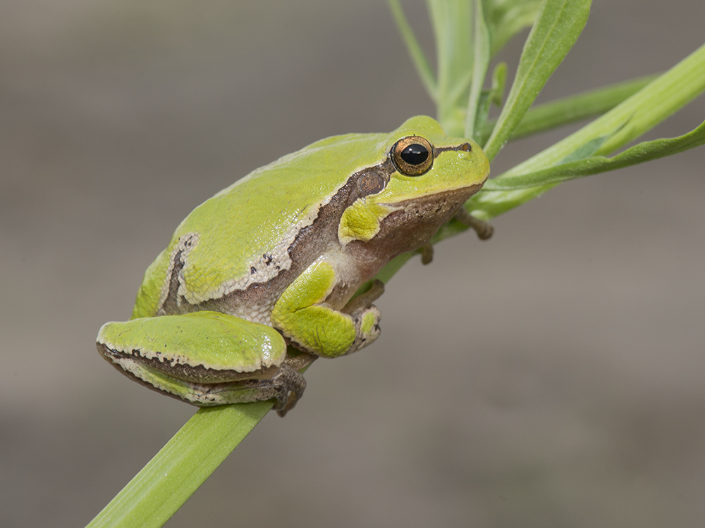 photo "***" tags: macro and close-up, животные