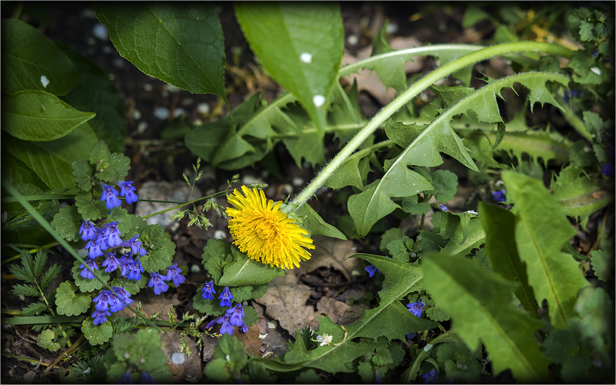 фото "Весна под ногами" метки: природа, весна, одуванчик, трава, цветы