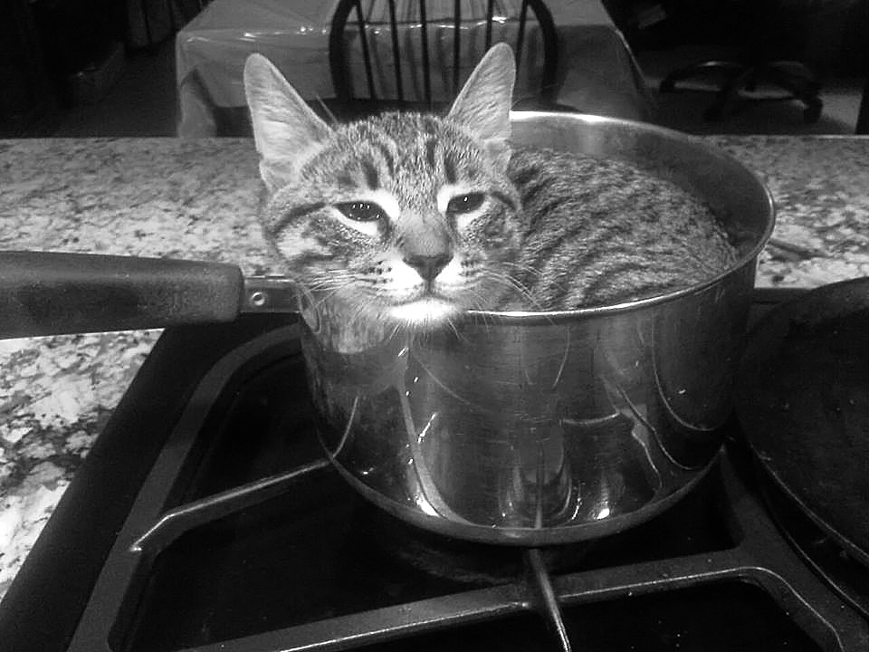 photo "Kat In Pot" tags: humor, black&white, animal, cat, pet, pot, stove