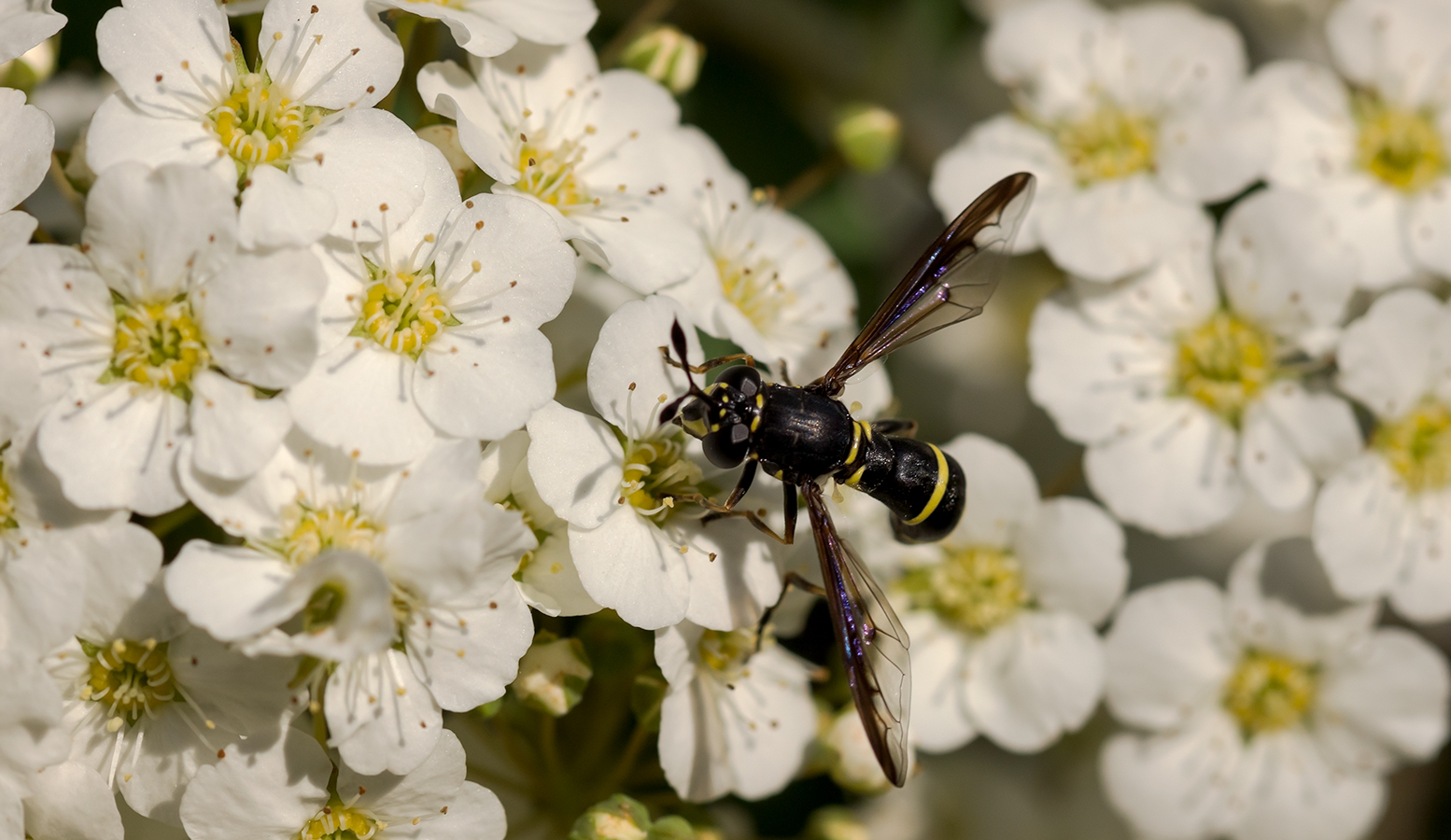 photo "***" tags: macro and close-up, Насекомые