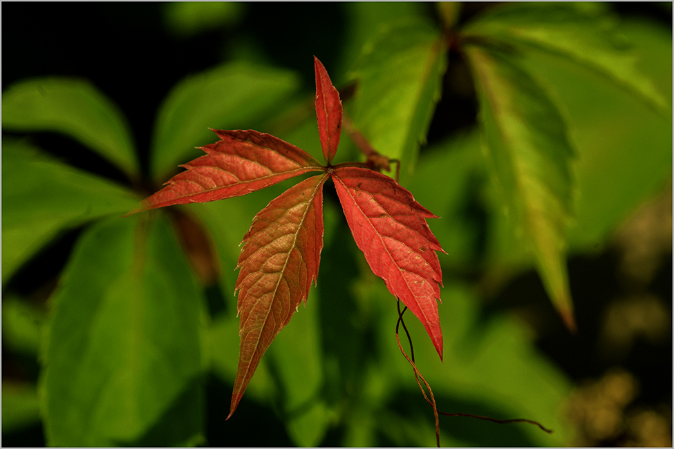 photo "***" tags: nature, landscape, genre, 