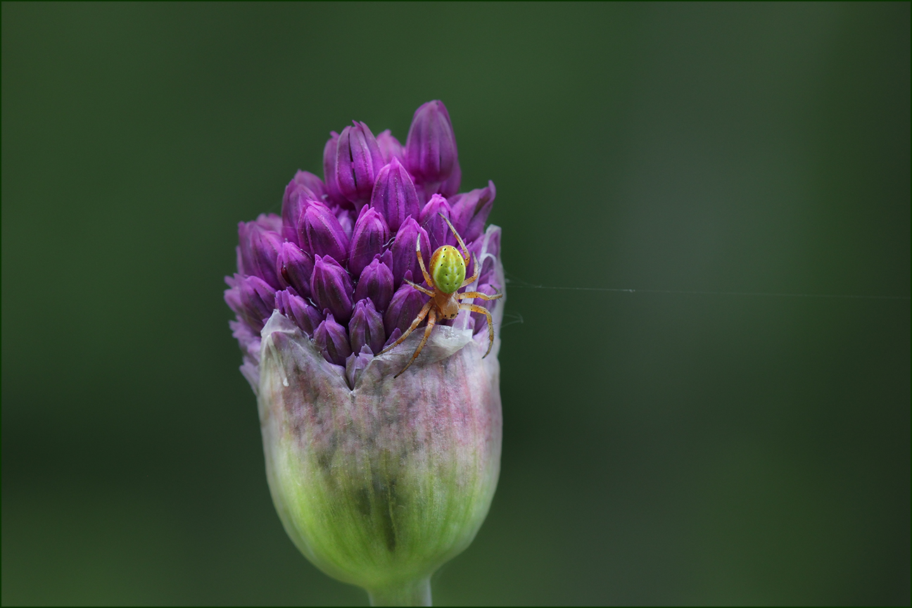 photo "***" tags: nature, summer, паучок