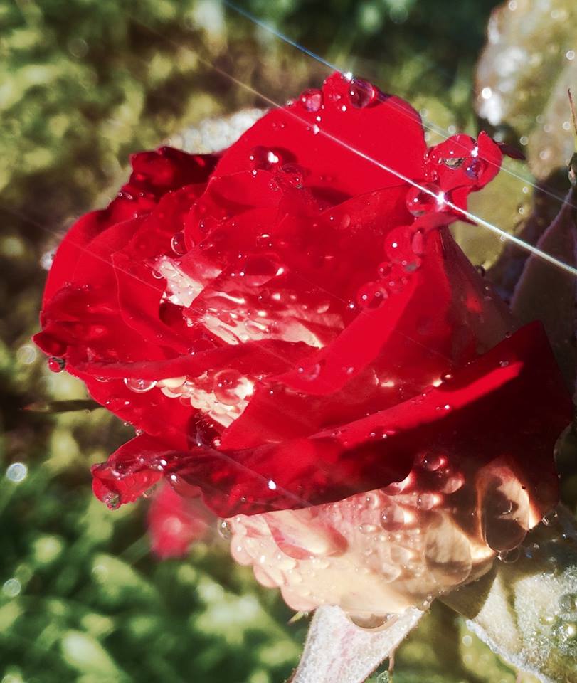 фото "***" метки: природа, макро и крупный план, closeup, flower, rose, sparkle, water drops