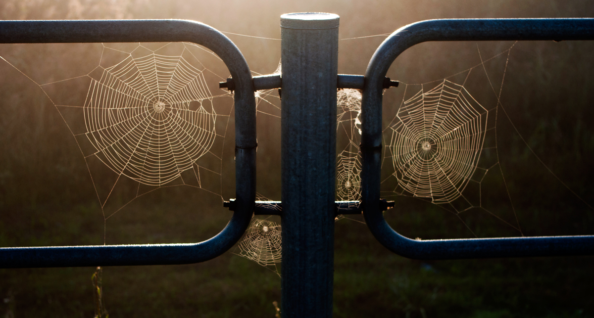 photo "***" tags: macro and close-up, fragment, 