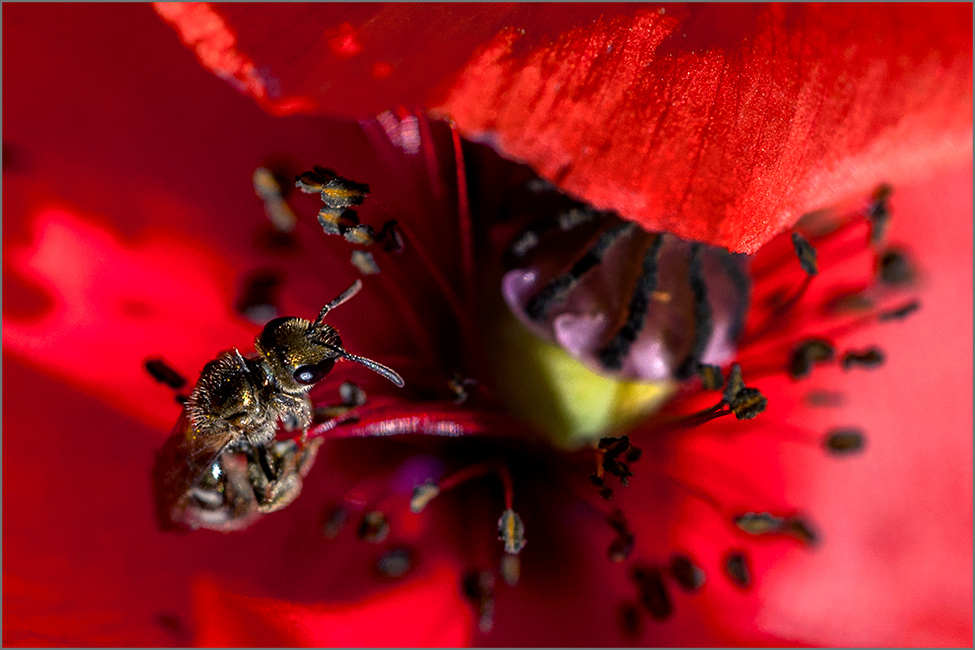 photo "***" tags: macro and close-up, genre, misc., 