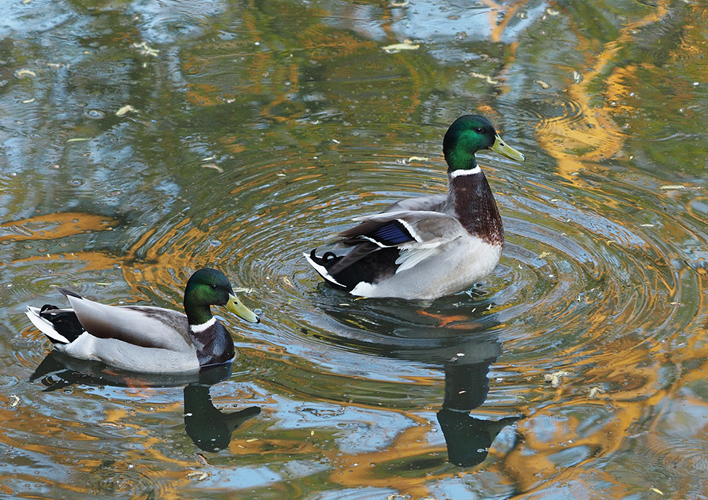 фото "Ducks" метки: природа, портрет, репортаж, 