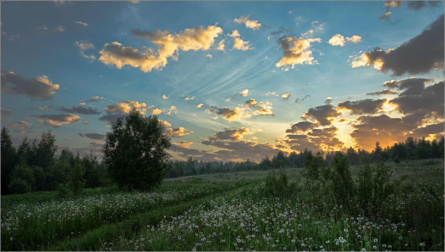 photo "***" tags: landscape, nature, clouds, forest, morning, summer, sunrise, июнь, одуванчики