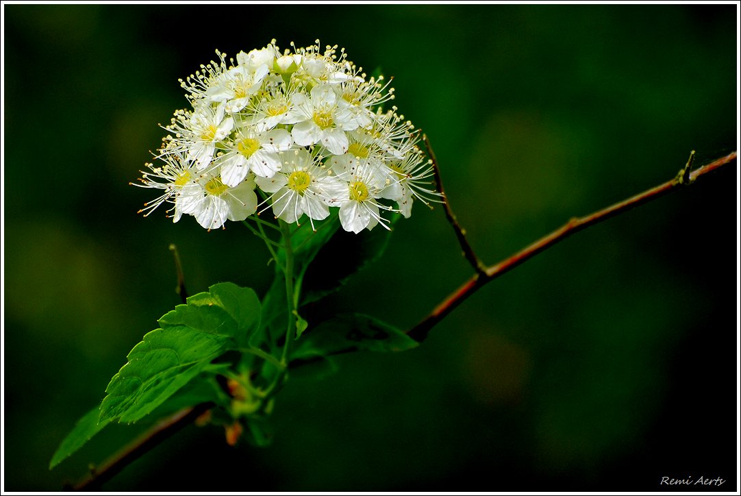 photo "***" tags: macro and close-up, nature, 