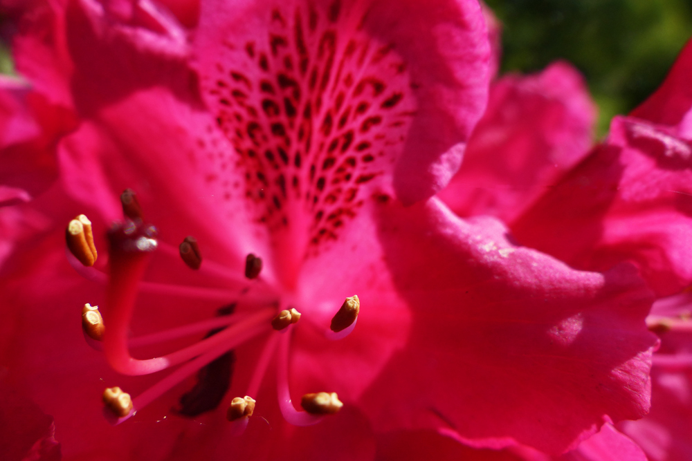 photo "* * *" tags: nature, macro and close-up, still life, 