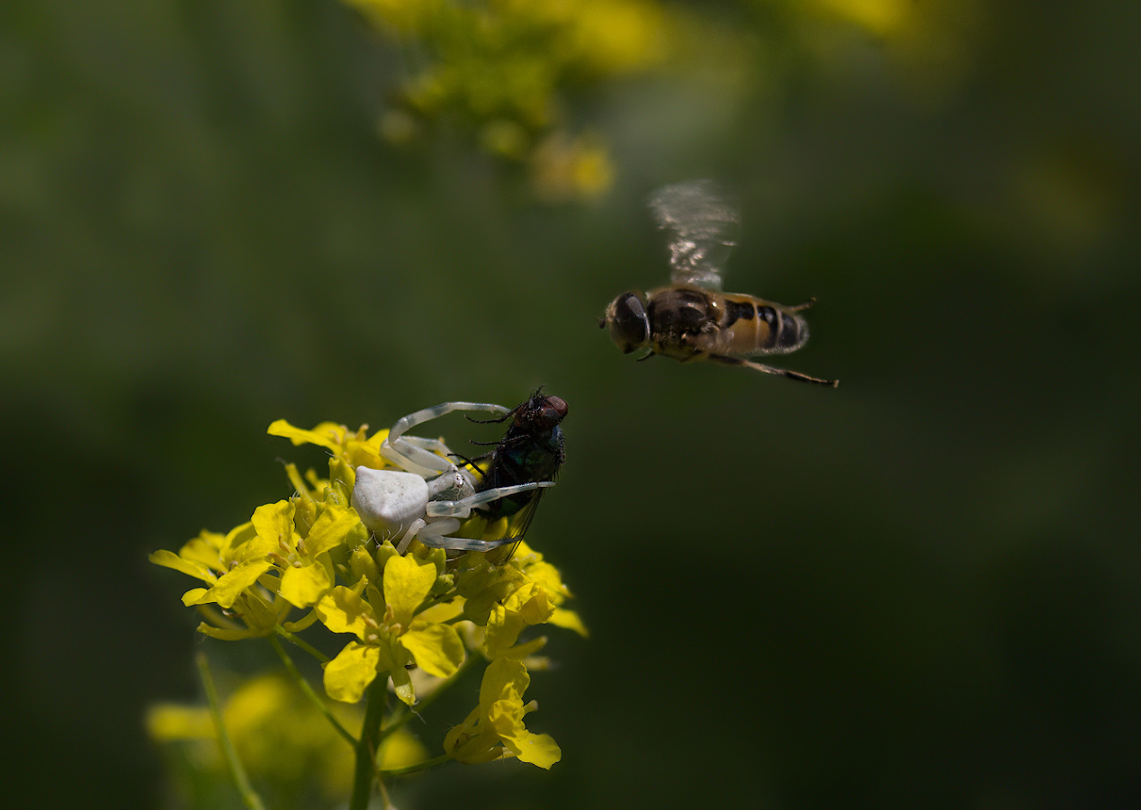 photo "***" tags: macro and close-up, nature, журчалка паук