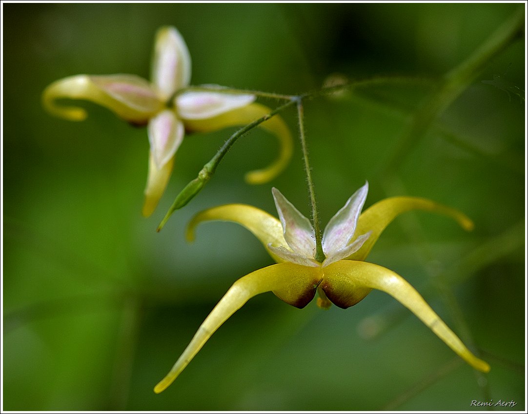 photo "***" tags: nature, macro and close-up, 