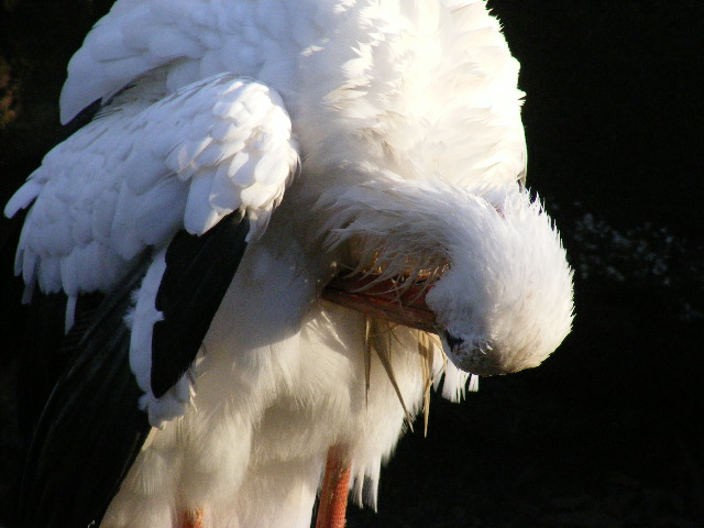 photo "Nature" tags: nature, 