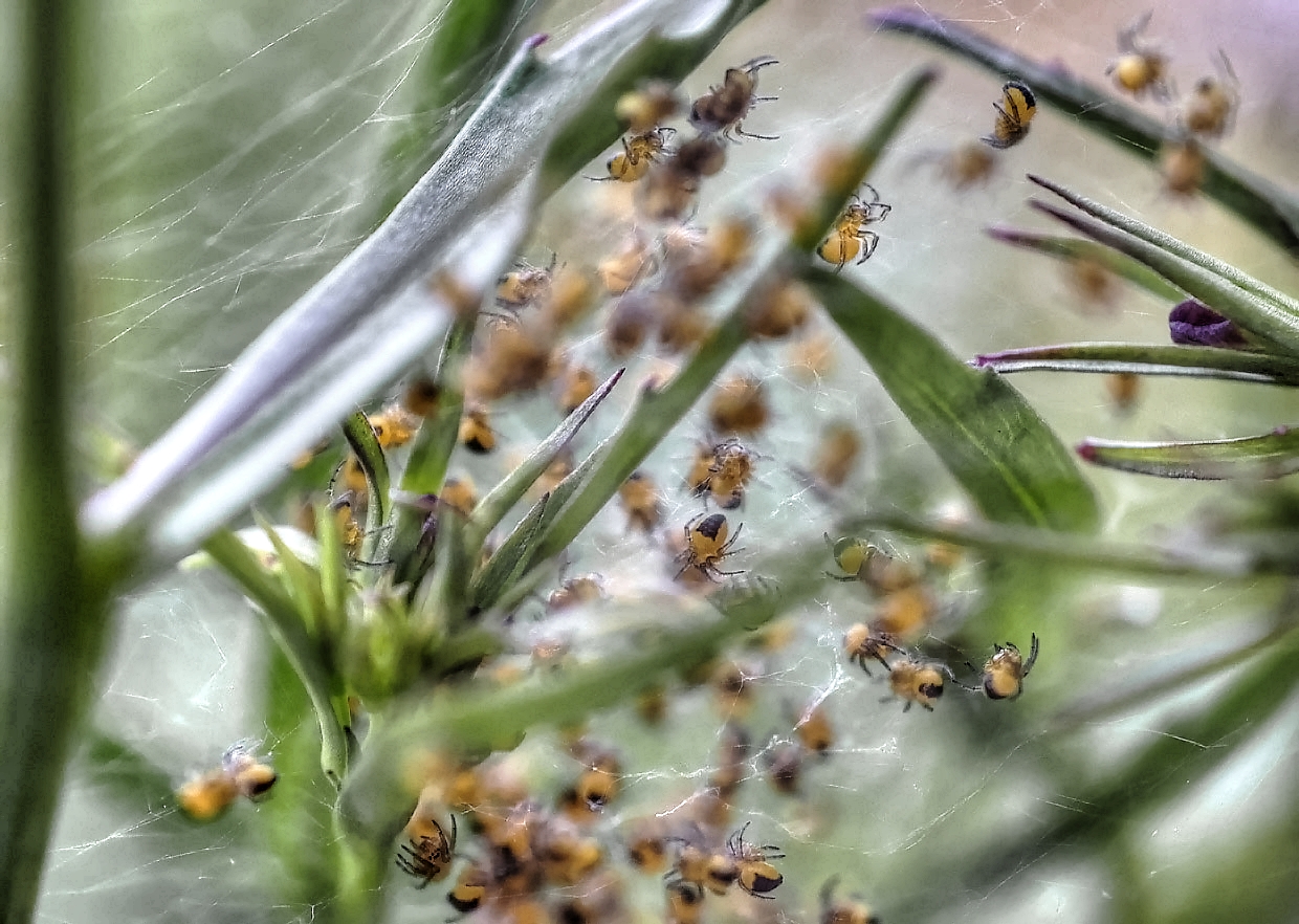 photo "***" tags: nature, macro and close-up, 