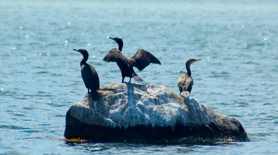 photo "***" tags: nature, landscape, travel, summer, water, wild animals