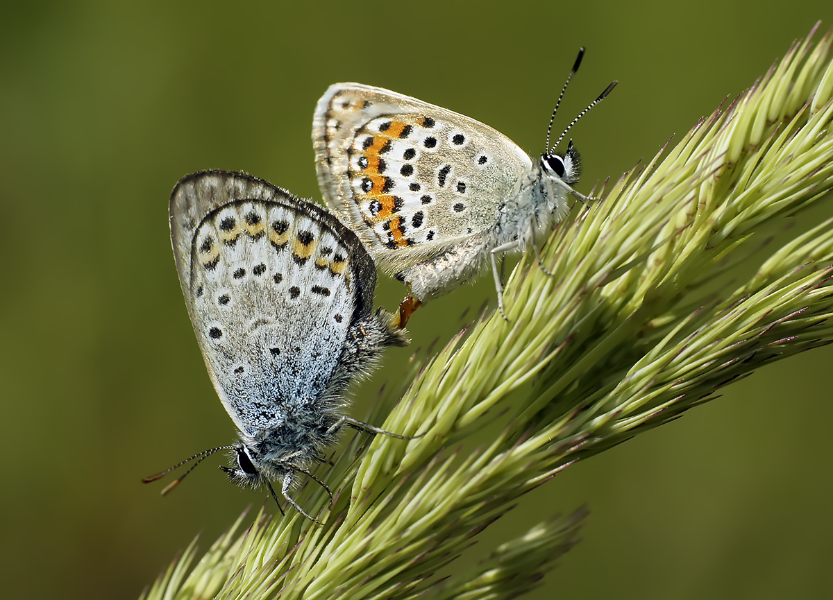 photo "***" tags: macro and close-up, nature, butterfly, макро